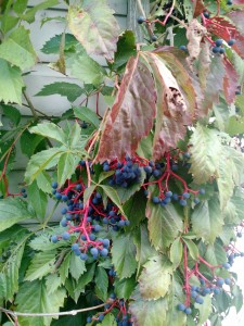 Wild Grapes